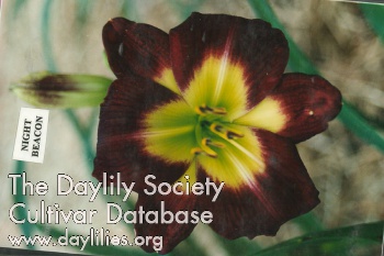 Daylily Night Beacon